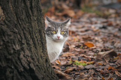 Close-up portrait of a cat