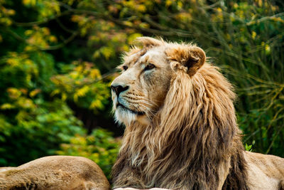 Close-up of a lion looking away