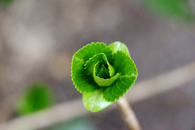 Close-up of spiral leaf