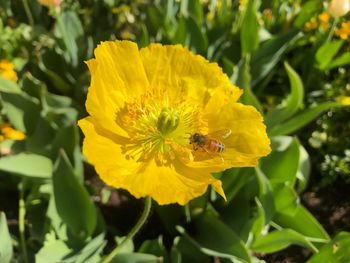 Close-up of bee pollinating on yellow flower