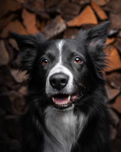 Close-up portrait of black dog