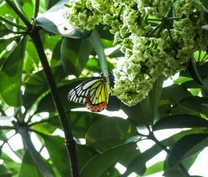 Butterfly perching on leaf