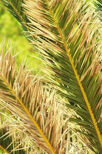 Full frame shot of palm tree