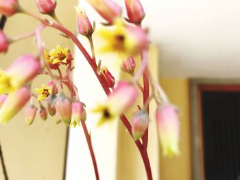 Close-up of pink flowering plant