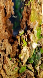 Close-up of lizard on tree trunk