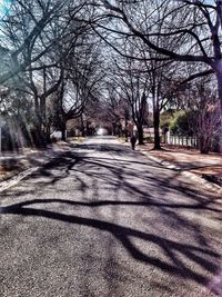 Shadow of trees on road