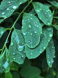 Close-up of water drops on leaves