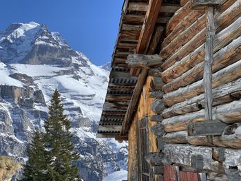 Low angle view of snow covered trees and buildings against sky