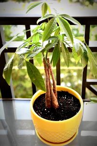 Close-up of potted plant on table
