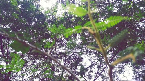 Low angle view of trees