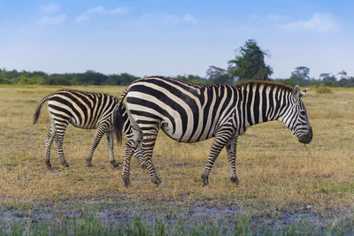 Zebra in a field