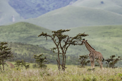 View of an animal on landscape