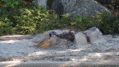 Plants growing on rocks