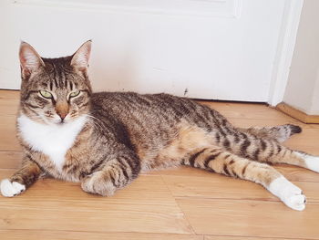 High angle portrait of cat lying on hardwood floor