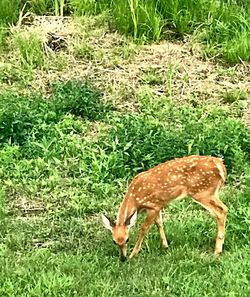 Deer in a field