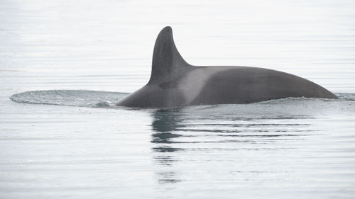 Killer whale swimming in sea