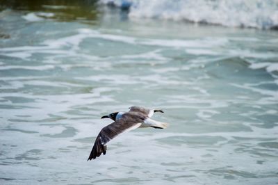 Seagull flying over lake