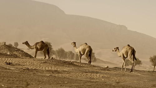 Camels walking on land against mountain