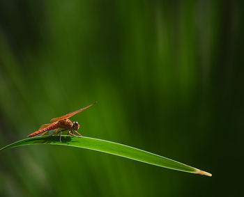 A bright red dragon fly rests in the sunlight on the green leaf of a palm