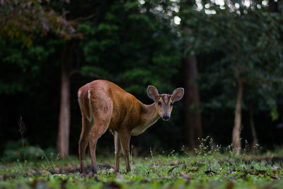 Deer standing in a forest