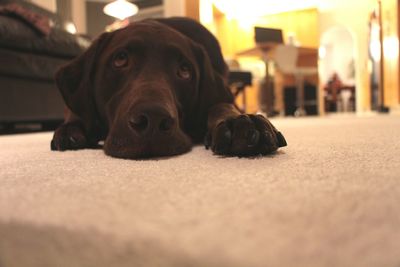 Surface level view of chocolate labrador retriever lying on rug at home