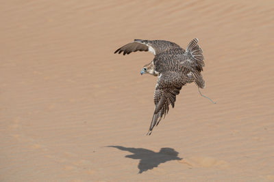 High angle view of bird flying