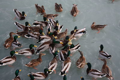 High angle view of birds in lake