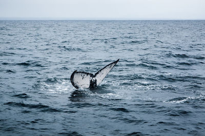 View of horse swimming in sea