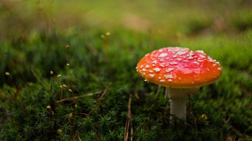 Close-up of fly agaric mushroom on field