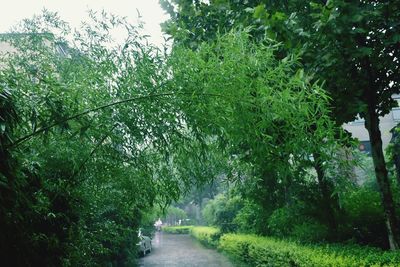 Narrow road along trees