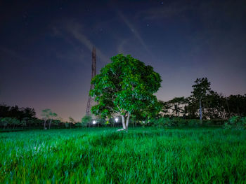 Plants and trees on field against sky at night