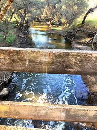 Reflection of trees on water