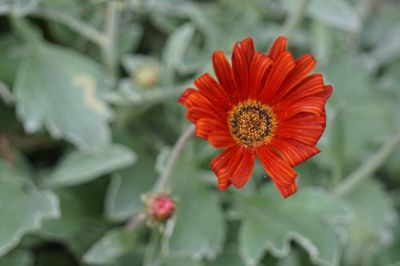 Close-up of red flower