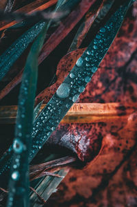 Close-up of raindrops on leaves