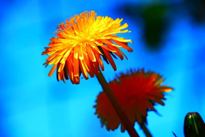 Close-up of orange flowering plant