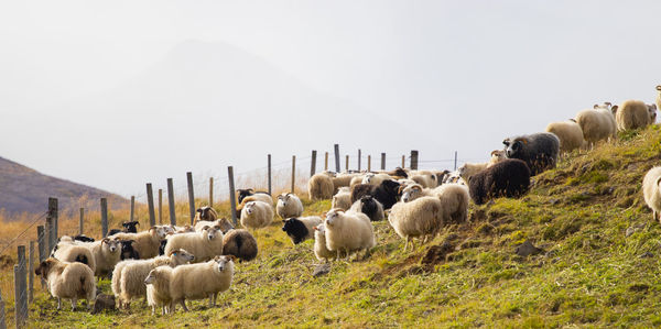 Flock of sheep on field