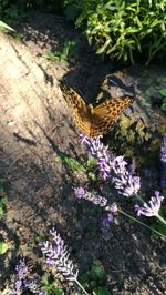 High angle view of butterfly on purple flowering plants