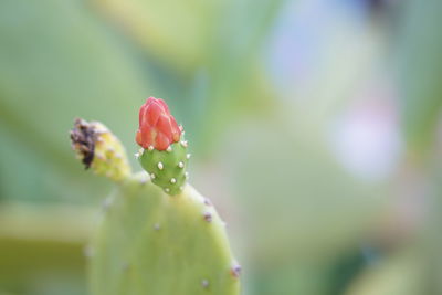 Close-up of rose bud