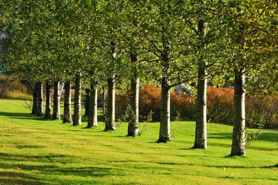 Trees in park