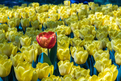 Close-up of yellow tulips