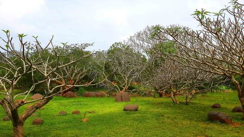 Trees on field against sky