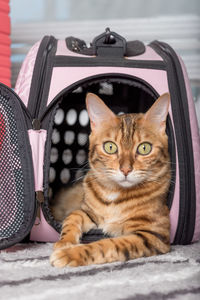 Bengal cat in a soft carrying bag. close-up.