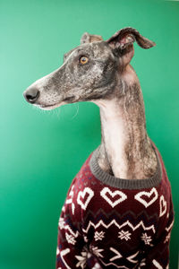 Close-up of a dog looking away