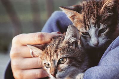 Cropped image of woman holding cats outdoors