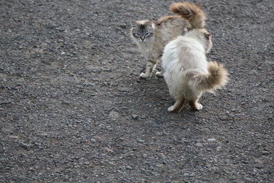 High angle view of cats on field