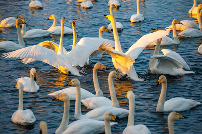 Whooper swans wintering on a lake in the altai territory