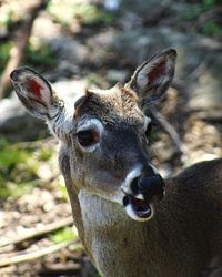 Close-up portrait of deer