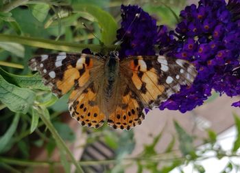Close-up of butterfly on purple flower