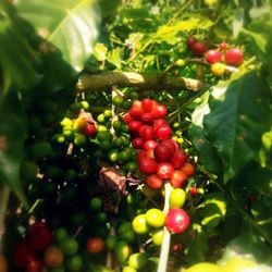 Close-up of red berries growing on tree