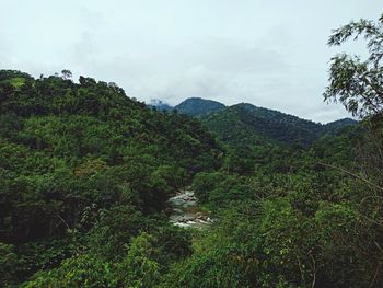 Scenic view of forest against sky